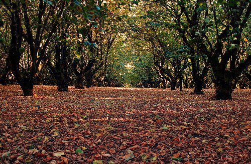 A GUIDE TO GROWING HAZELNUTS IN NEW ZEALAND